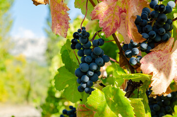 Ripe Dark Grapes Hanging on a Vine in a Sunny Vineyard