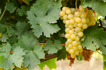 Ripe White Grapes Hanging in a Vineyard