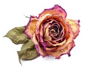 Close-up of a dried, aged rose with withered petals and leaves
