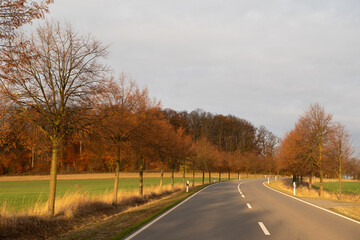 Fototapeta premium Landstraße Allee im Sonnenaufgang