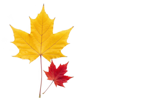 A large yellow maple leaf and a smaller red maple leaf isolated on transparent background, symbolizing autumn