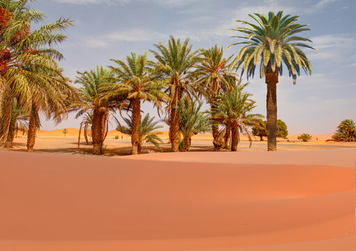 Beautiful desert landscape with sand dunes and lot of palms