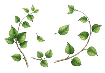 Green spring branches with leaves isolated on transparent background