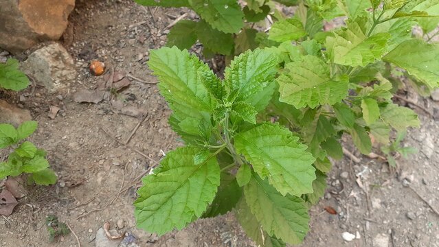 Keji Beling (Strobilanthes crispus) plant in the garden. Also known as Kecibeling. Used as a herbal medicine for diabetes.