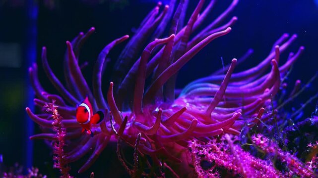 Amphiprion ocellaris symbiosis ecosystem, Entacmaea quadricolor violet bubble tip anemone move tentacle on live rock stone, fast flow reef marine aquarium, LED actinic blue light, horizontal header