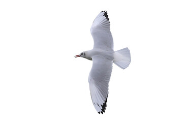 Beautiful seagull flying isolated on transparent background.	