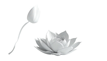 Fototapeta premium Two white lotus flowers, one blooming, isolated on black