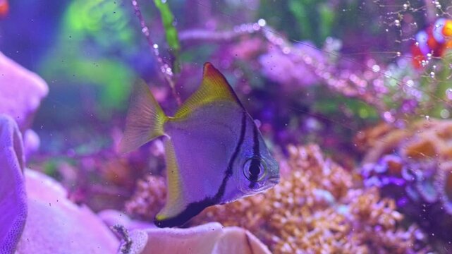Monodactylus argenteus juvenile, iridescent moonyfish healthy pet fish in laminar flow, LED blue light, professional aquarist care, breeding reef marine aquarium shallow dof bokeh, relaxing mood
