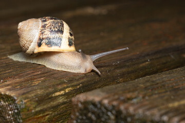 Close Up of a Garden Snail Crawling on Wet Wood