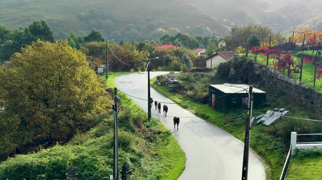 Wild horses from the Peneda Geres come down from the mountains and pass through the streets of the village.