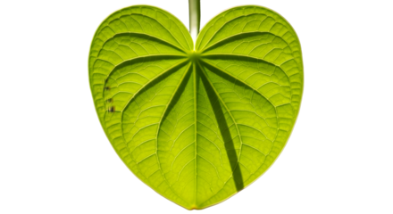 green leaf isolated on white background