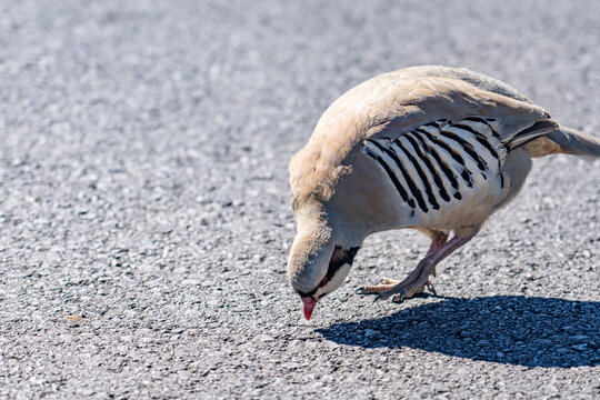 The chukar partridge (Alectoris chukar), or simply chukar, is a Palearctic upland gamebird in the pheasant family Phasianidae.  Haleakalā Visitor Center, Maui, Hawaii