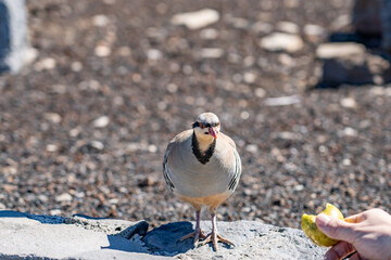 The chukar partridge (Alectoris chukar), or simply chukar, is a Palearctic upland gamebird in the pheasant family Phasianidae.  Haleakalā Visitor Center, Maui, Hawaii