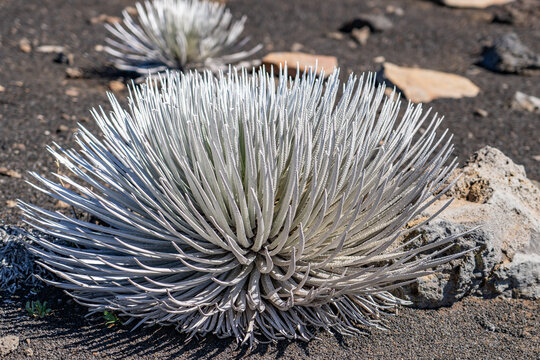Argyroxiphium sandwicense subsp. macrocephalum, the east Maui silversword or Haleakalā silversword, is a rare plant, part of the family AsteraceaeHaleakalā Visitor Center,  Maui, Hawaii