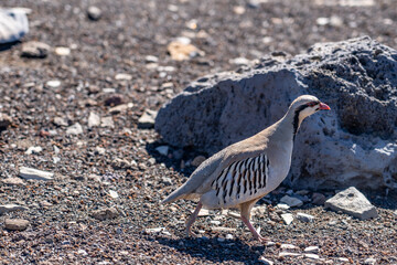 The chukar partridge (Alectoris chukar), or simply chukar, is a Palearctic upland gamebird in the pheasant family Phasianidae.  Haleakalā Visitor Center, Maui, Hawaii