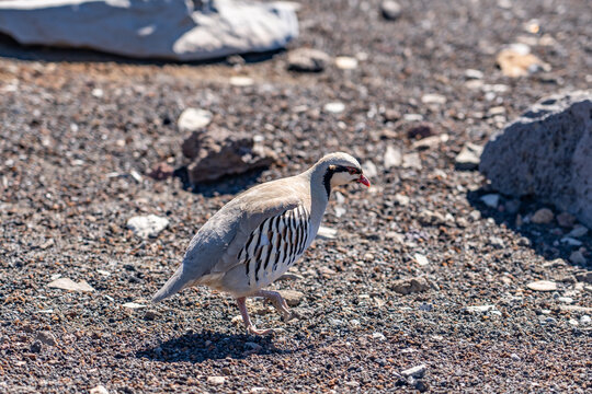 The chukar partridge (Alectoris chukar), or simply chukar, is a Palearctic upland gamebird in the pheasant family Phasianidae.  Haleakalā Visitor Center, Maui, Hawaii