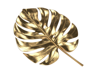 Glossy golden monstera leaf with unique fenestrations