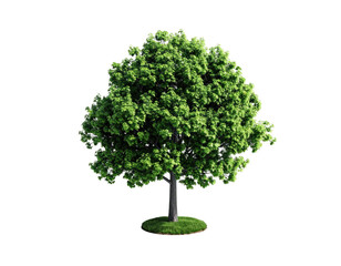 Lush, rounded tree stands against a stark black backdrop