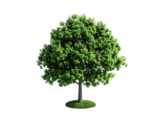 Lush, rounded tree stands against a stark black backdrop