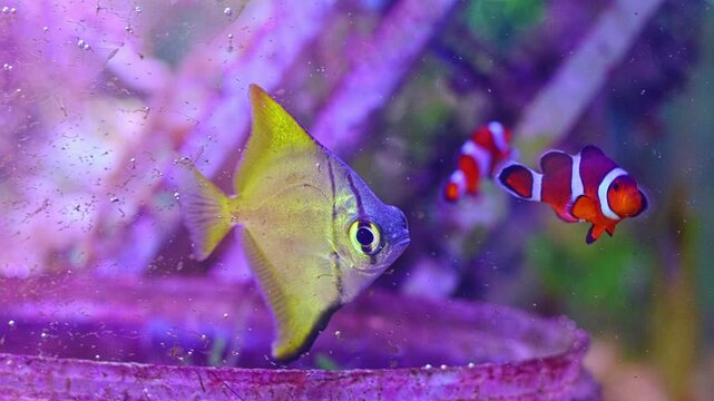 Monodactylus argenteus juvenile, iridescent moonyfish pet fish in laminar flow, LED blue light, breeding reef marine aquarium ecosystem professional care, shallow dof bokeh, dirty glass, relaxing mood
