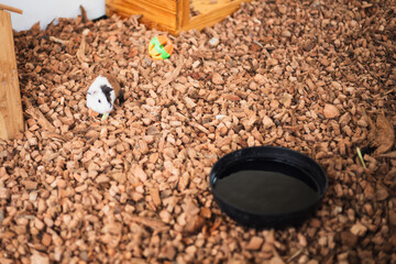 Cute baby guinea pig on a big home playing 