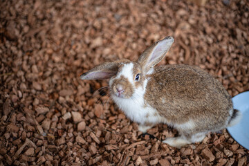 Cute rabbit portrait looking at camera on a brown background