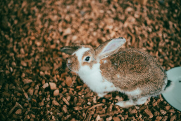 Cute rabbit portrait looking at camera on a brown background