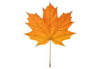 Fototapeta premium Autumn maple leaf capturing warm fall colors, showing typical seasonal change on transparent png background