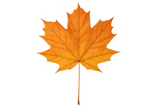 Autumn maple leaf capturing warm fall colors, showing typical seasonal change on transparent png background