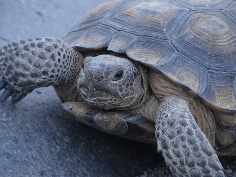 Wild desert tortoise - Powered by Adobe