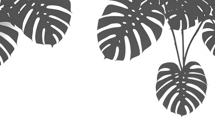Monstera leaves create an elegant tropical pattern against a clean white background.