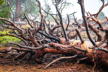 Dead large Pine tree stump in forest