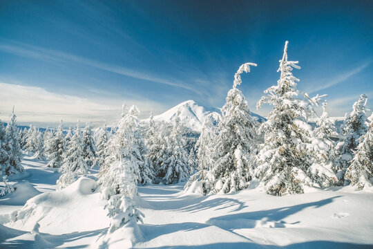Beautiful tranquil winter scene with frosty evergreen trees, untouched snow and distant mountain glowing in sunlight, evoking peaceful adventure and serene seasonal atmosphere
