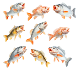 Set of Golden Perch fish with open mouth, detailed fins and scales isolated on white transparent background.