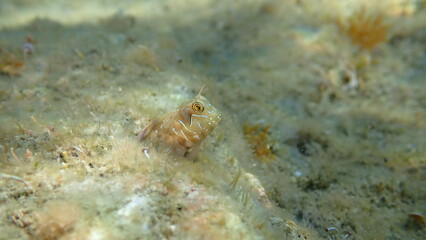 Sphynx blenny (Aidablennius sphynx) undersea, Ligurian Sea, Italy, Imperia