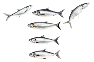 Set of sardine fish with detailed scales and fins isolated on white transparent background, symbolizing seafood