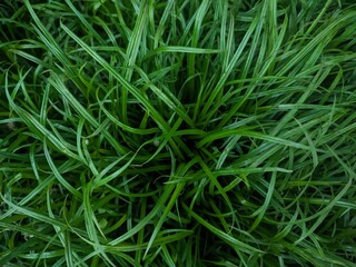 green grass kyllinga