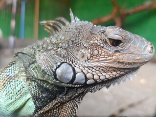Close up side profile of a Green Iguana (Iguana iguana) head and eye. Detailed view of the reptilian scales and dorsal crest in a clear enclosure. Captive iguana 