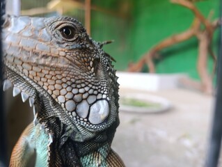 A tight side profile of the Green Iguana's head, focusing on the eye, the textured skin, and the jagged dorsal crest. The reptile is captive in a slightly blurred background enclosure.
