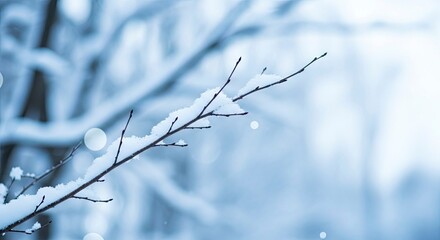 Delicate tree branch covered in fresh white snow in a winter forest.