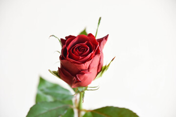 赤いバラ