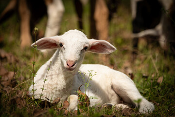 White Lamb Resting on Grass in Warm Sunlight