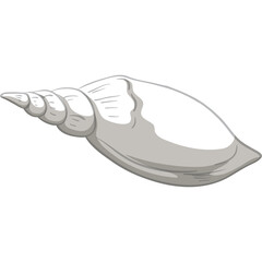 Detailed Drawing of a Smooth White Seashell with a Spiral Shape on a Transparent Background Illustrating Marine Life and Natural Forms