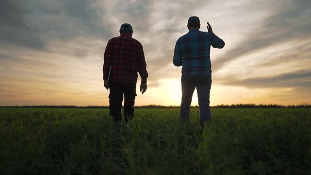 Two farmer men walk across field holding laptop near plants. Crop thrives under sturdy boots. Man observes rural sunset landscape while farmer checks growing crop. Boots press field plants gently.