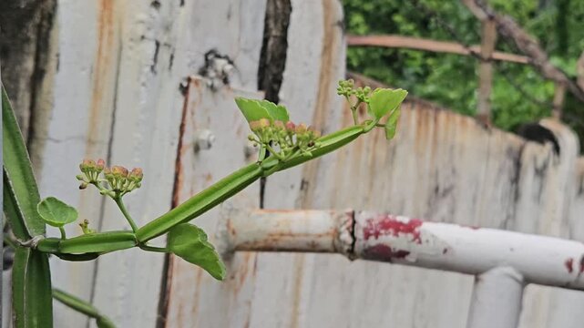 Cissus quadrangularis plants on the wall