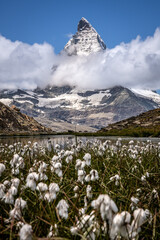 Naklejka premium View of the Matterhorn by Riffelsee with Cotton Grass in the Foreground - Zermatt, Switzerland