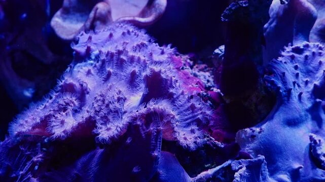 Sinularia dura coral head on live rock move tentacle to catch plankton, pet species absorb dissolved organic matter in reef marine aquarium ecosystem, hardy pet in LED actinic light, mental therapy