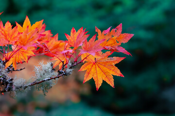 Close up view of brilliant red Japanese Maple leaves with shallow depth of field in autumn time.