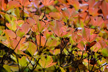 Close up view of Redvein enkianthus, is a deciduous shrub native to Japan., turn a brilliant orange to deep orange-red in the fall.