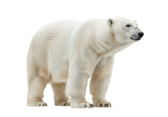 Magnificent adult polar bear with transparent fur and black nose standing still on transparent studio background with copy space, concept of arctic majesty